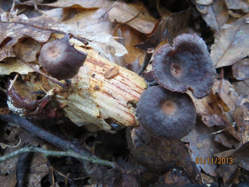 Collybia (forse) con gambo scuro